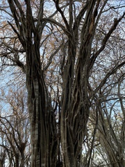 Haematoxylum brasiletto