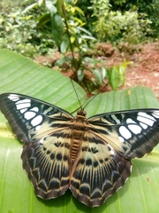 Parthenos sylvia virens