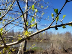 Forestiera acuminata