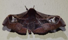 Holocerina smilax