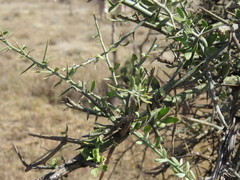 Balanites aegyptiaca