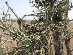 Balanites aegyptiaca