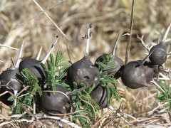 Crematogaster nigriceps