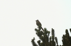 Leptasthenura striolata