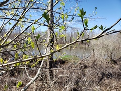 Forestiera acuminata