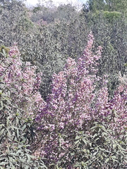 Erica australis