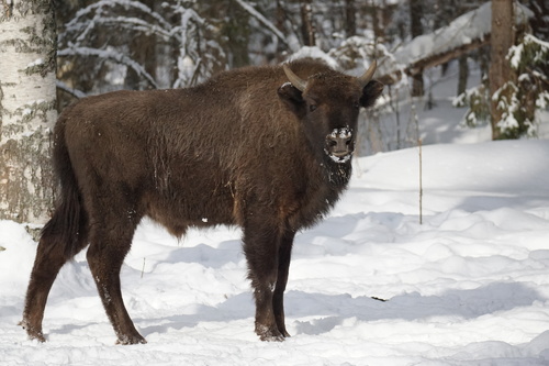 European Bison