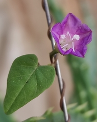 Ipomoea dumetorum