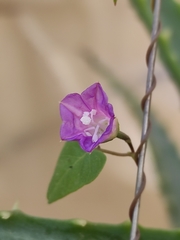 Ipomoea dumetorum