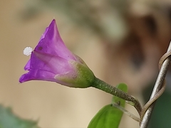 Ipomoea dumetorum