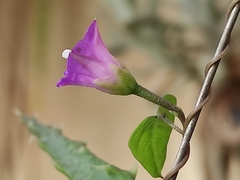 Ipomoea dumetorum