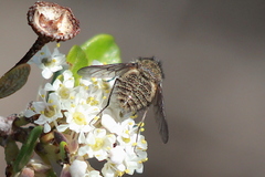 Conophorus nigripennis