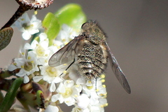 Conophorus nigripennis