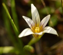 Romulea columnae columnae