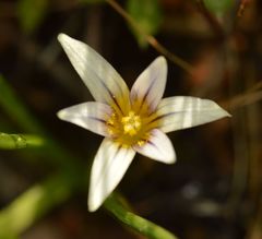 Romulea columnae columnae