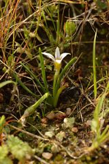 Romulea columnae columnae