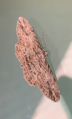 Iridopsis pergracilis