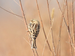 Emberiza pallasi