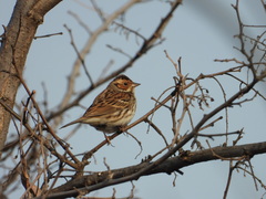 Emberiza pusilla