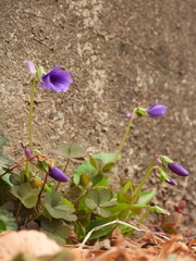 Viola prionantha