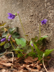 Viola prionantha