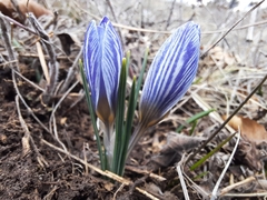 Crocus tauricus