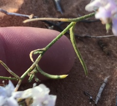 Ipomopsis gunnisonii