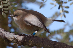 Zosterops borbonicus