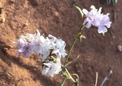 Ipomopsis gunnisonii