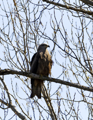 Milvus migrans