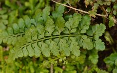 Asplenium obovatum