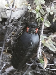 Physomeloe corallifer