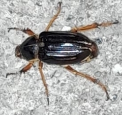Coleoptera