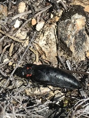 Physomeloe corallifer