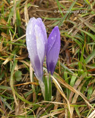 Crocus neapolitanus