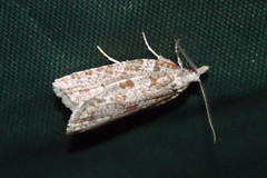 Borboniella