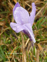 Crocus neapolitanus