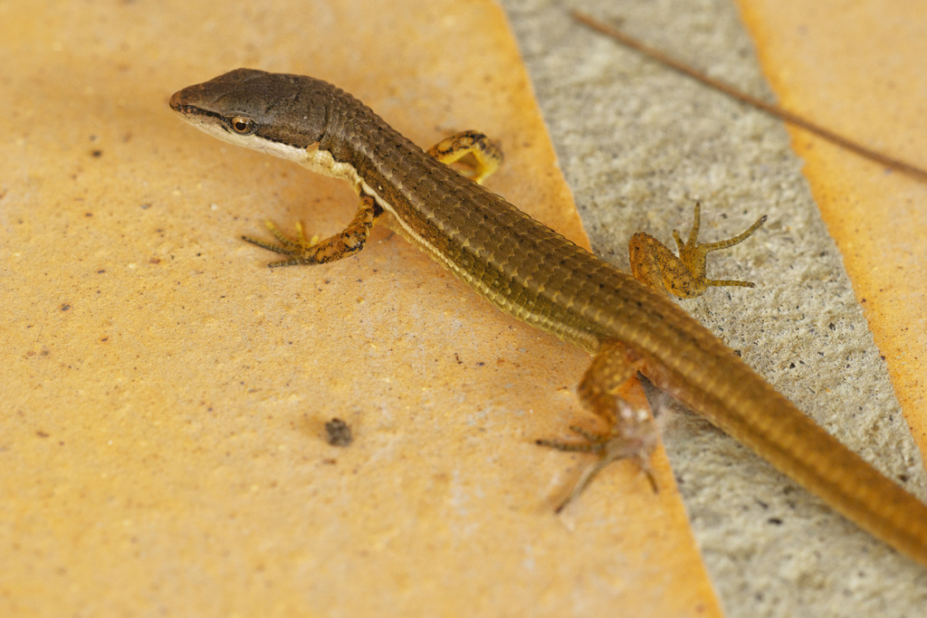 Elegant Eyed Lizard