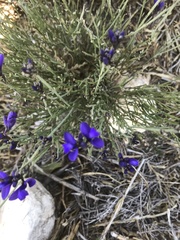 Polygala microphylla
