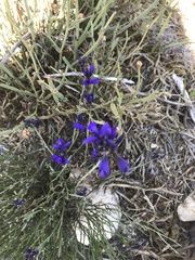Polygala microphylla
