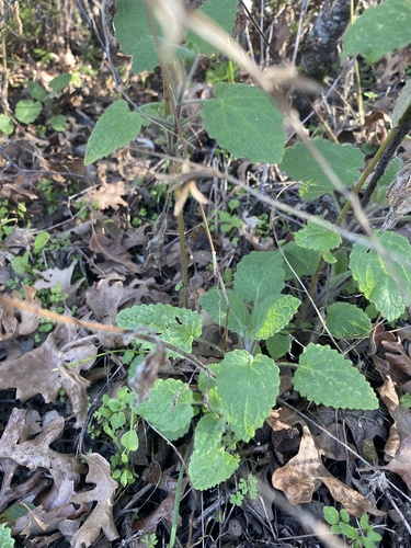 iNaturalist observation photo of Hedgenettles