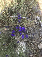 Polygala microphylla