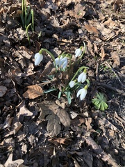 Galanthus nivalis