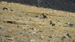 Marmota sibirica
