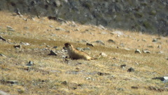 Marmota sibirica