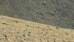 Marmota sibirica
