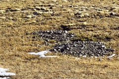 Marmota sibirica