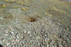 Marmota sibirica