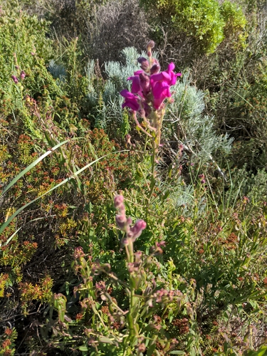 Antirrhinum cirrhigerum, photograph 6