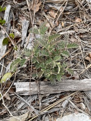 Chamaecrista lineata keyensis